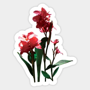 Cannas - Red Canna Sticker